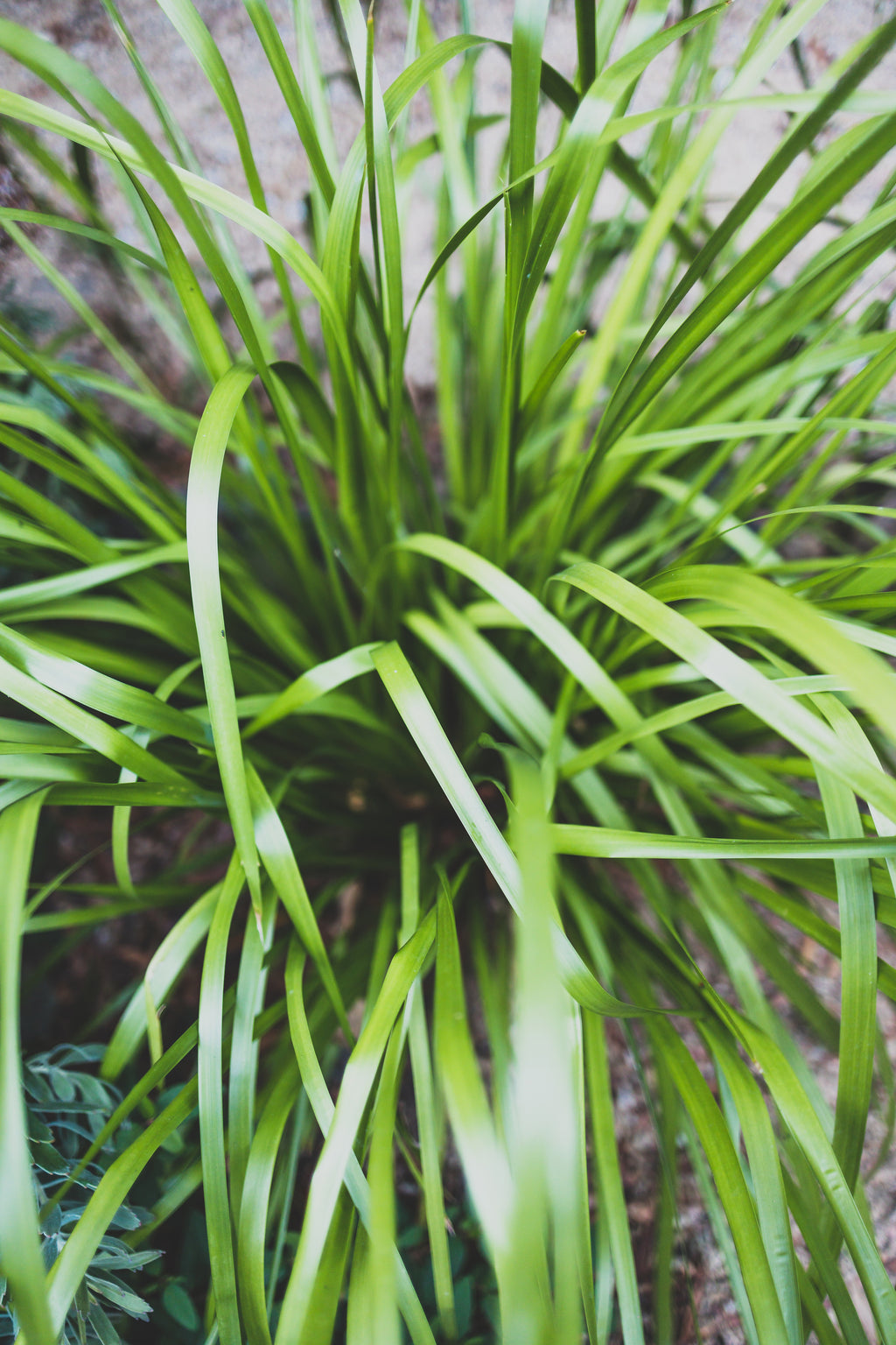 Lomandra longifolia Verday