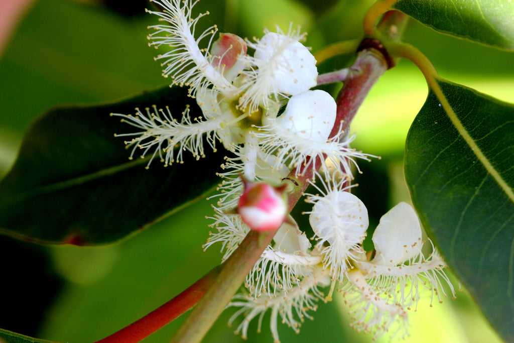 Lophostemon suaveolens