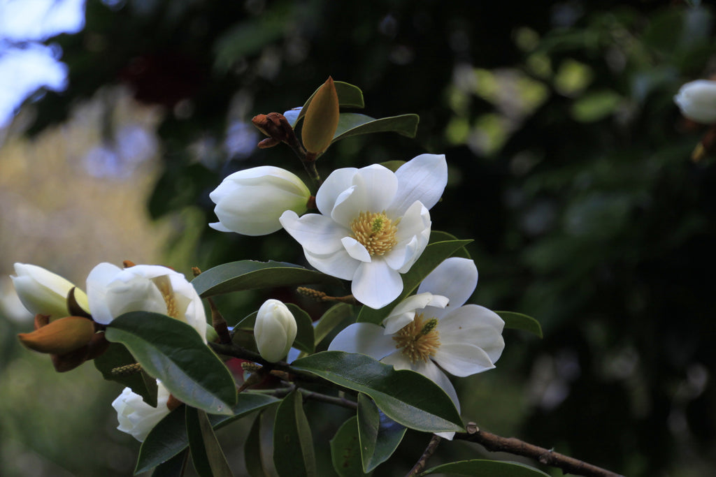 Michelia Fairy White (syn. Magnolia Fairy White)