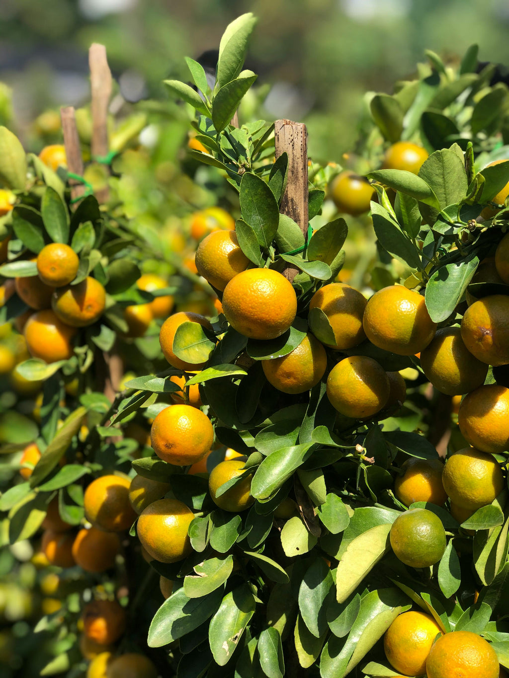 Citrus - Mandarin Imperial Citrus reticulata Grafted