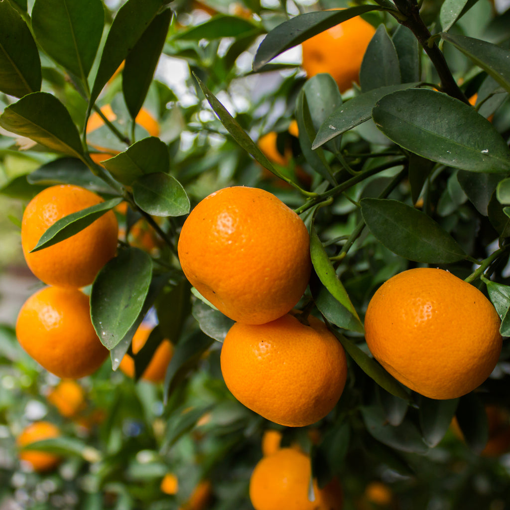 Citrus - Mandarin Imperial Citrus reticulata Grafted