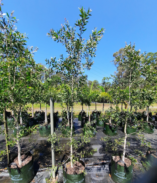 Melaleuca quinquenervia