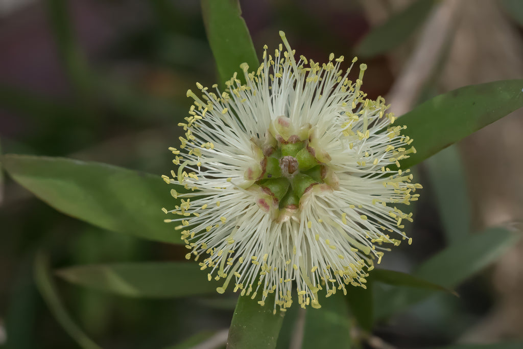 Melaleuca quinquenervia