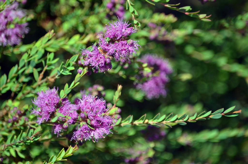 Melaleuca thymifolia