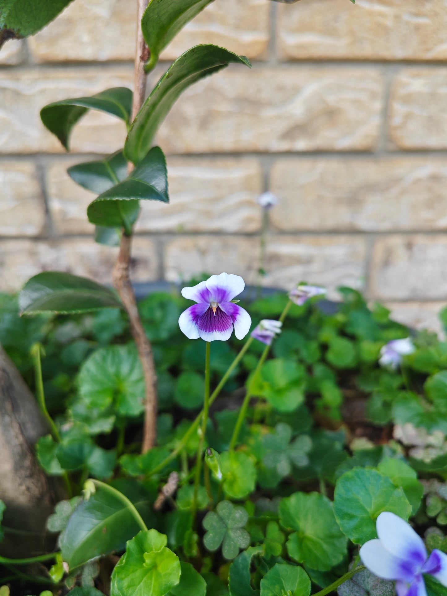 Viola hederacea 'Native Violet'