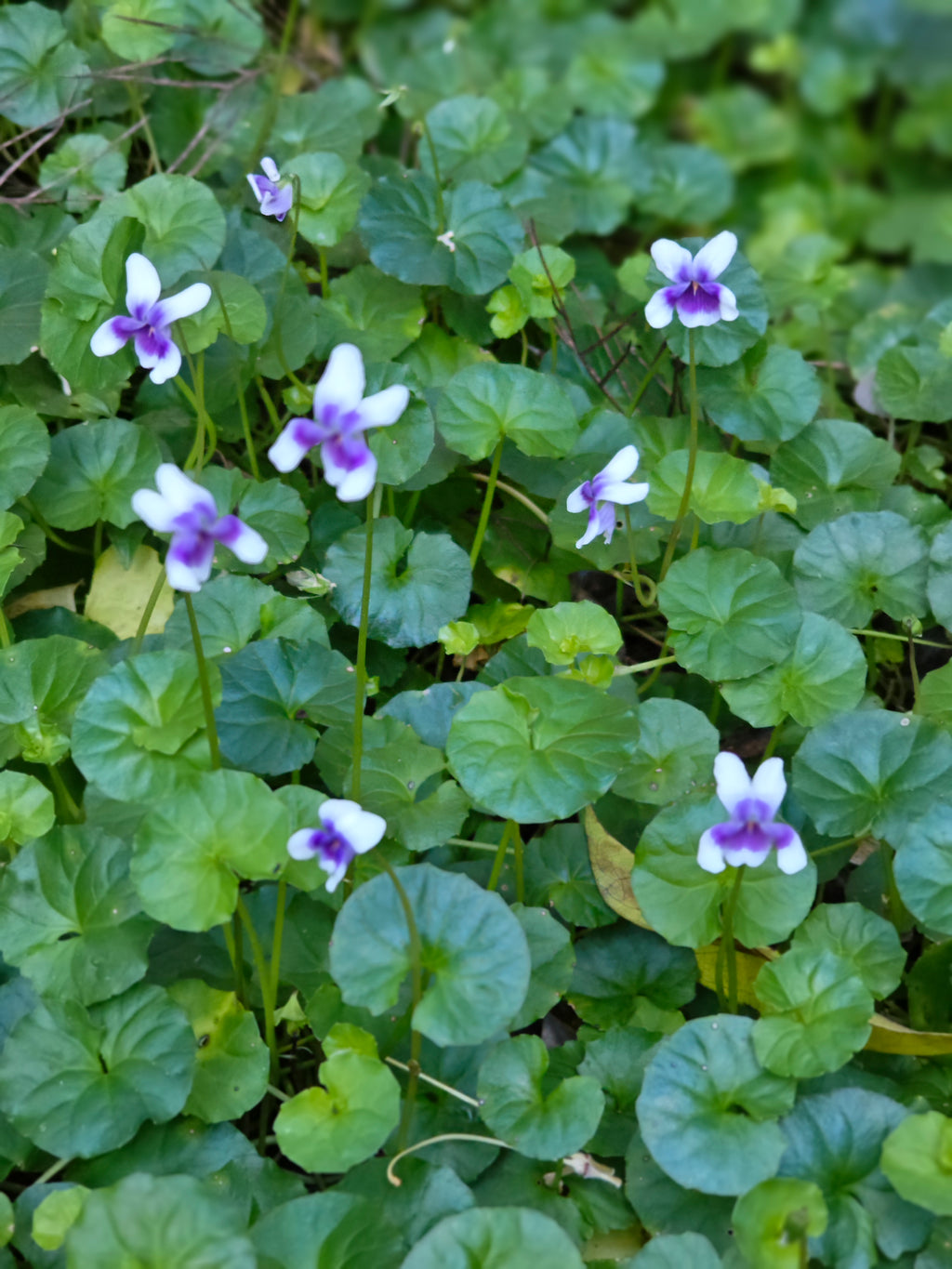 Platypus Plants