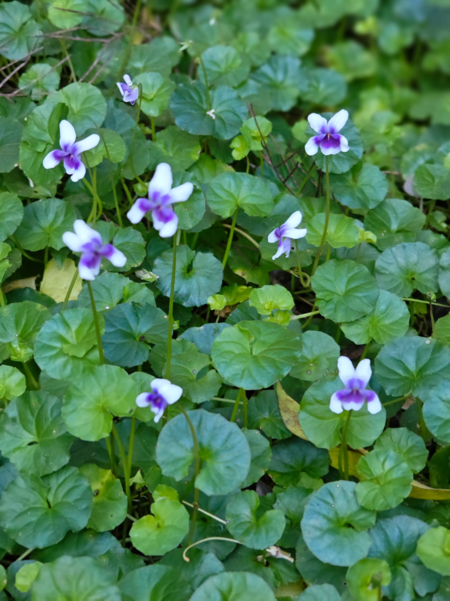 Viola hederacea 'Native Violet'