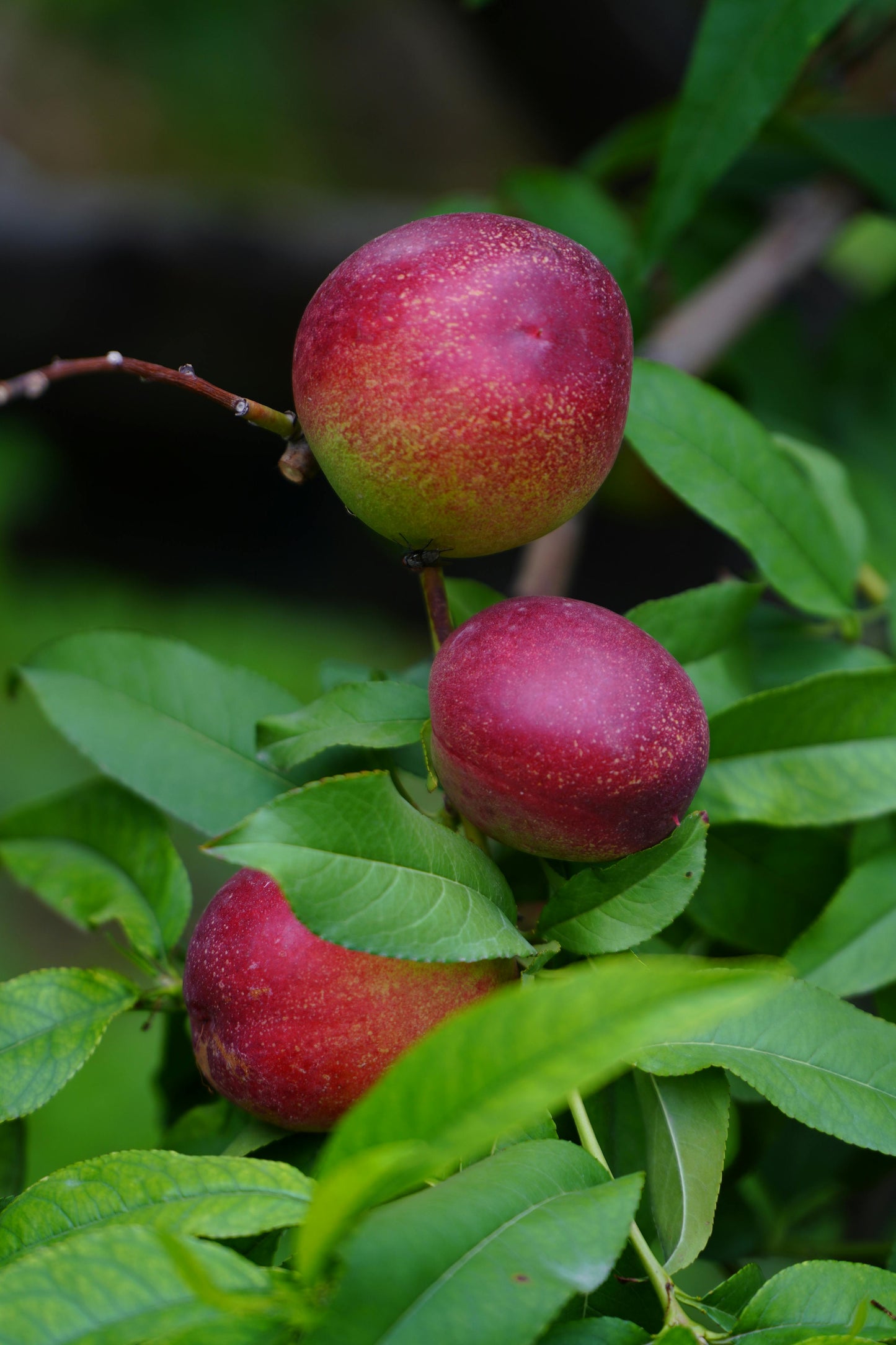 Nectarine - Trixzie Nectazee - Prunus persica