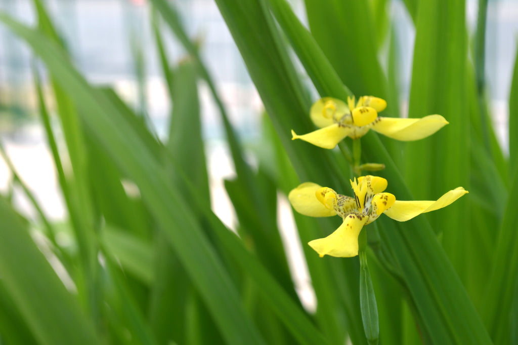 Platypus Plants