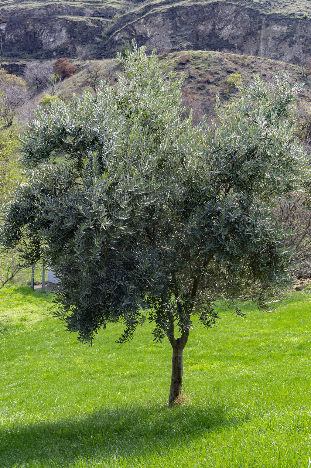 Olive Olea europaea Manzanillo