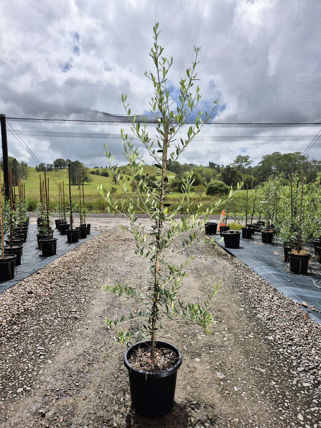 Olive Olea europaea Frantoio