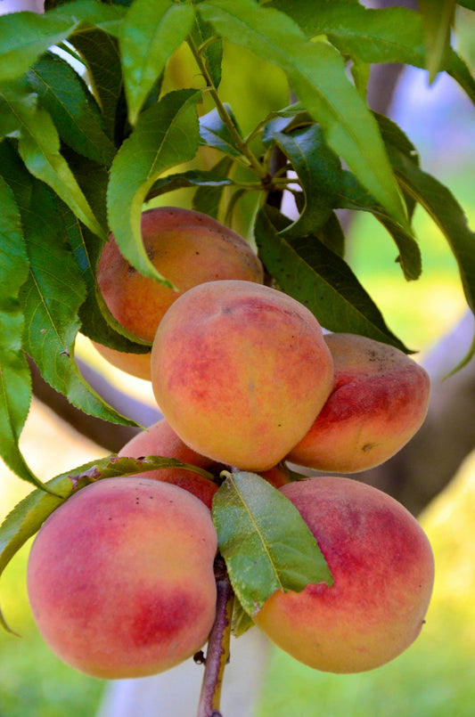 Peach - Trixzie - Pixzee Prunus persica