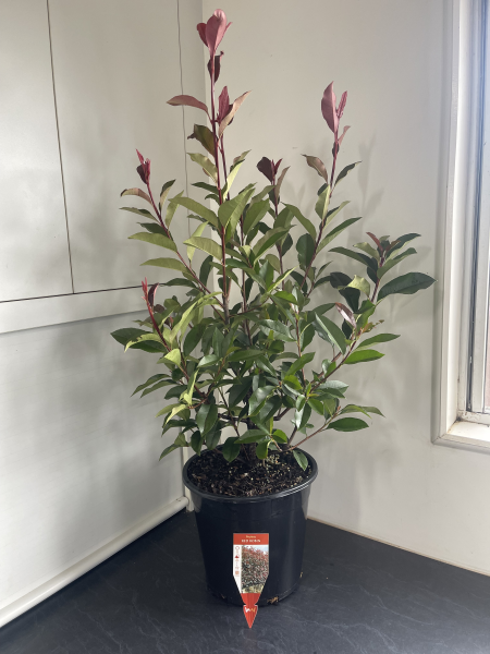 Photinia fraserii Red Robin