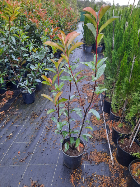 Photinia fraserii Red Robin