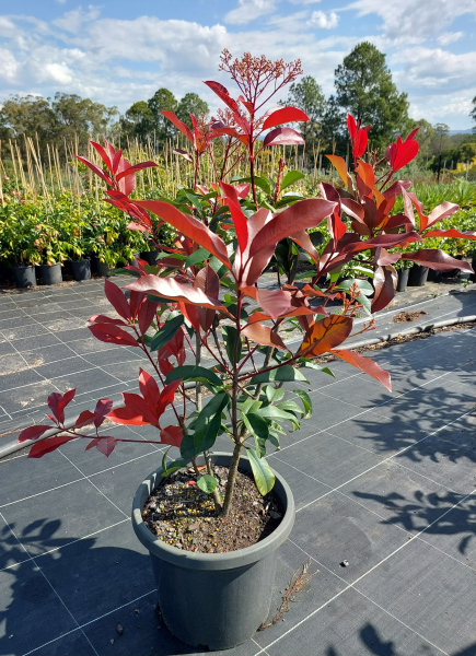 Photinia fraserii Red Robin