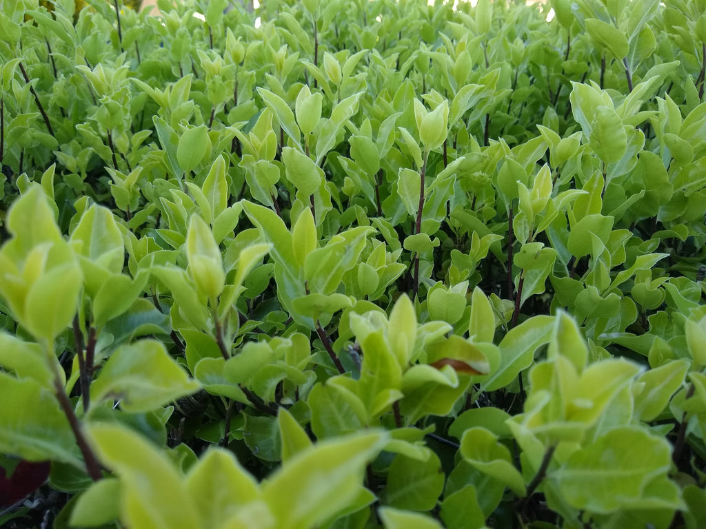 Pittosporum tenuifolium Ivory Pillar