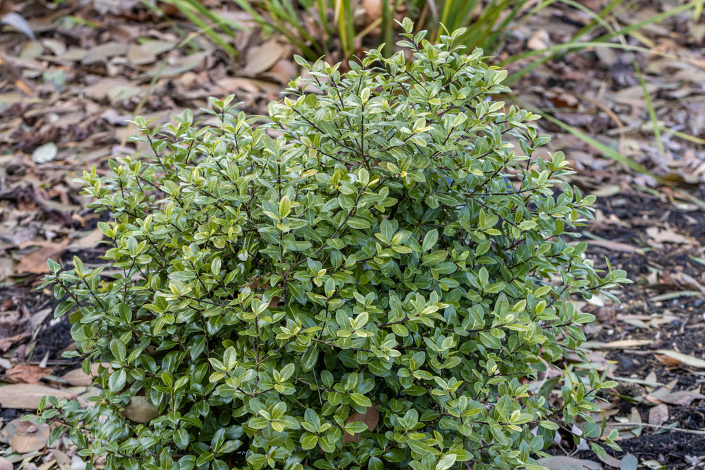 Pittosporum tenuifolium Golf Ball