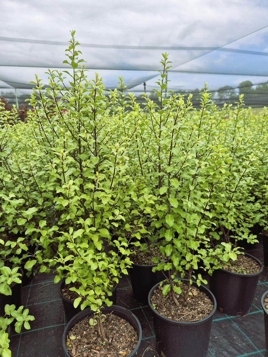 Pittosporum tenuifolium Tasman Ruffles