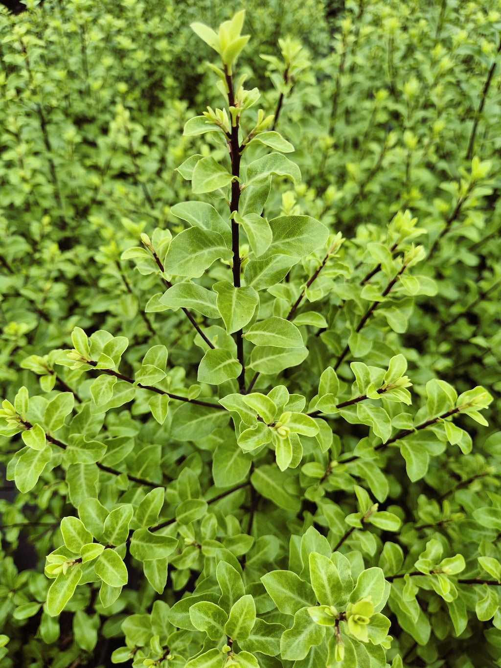 Pittosporum tenuifolium Tasman Ruffles