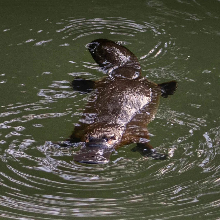 Platypus Plants