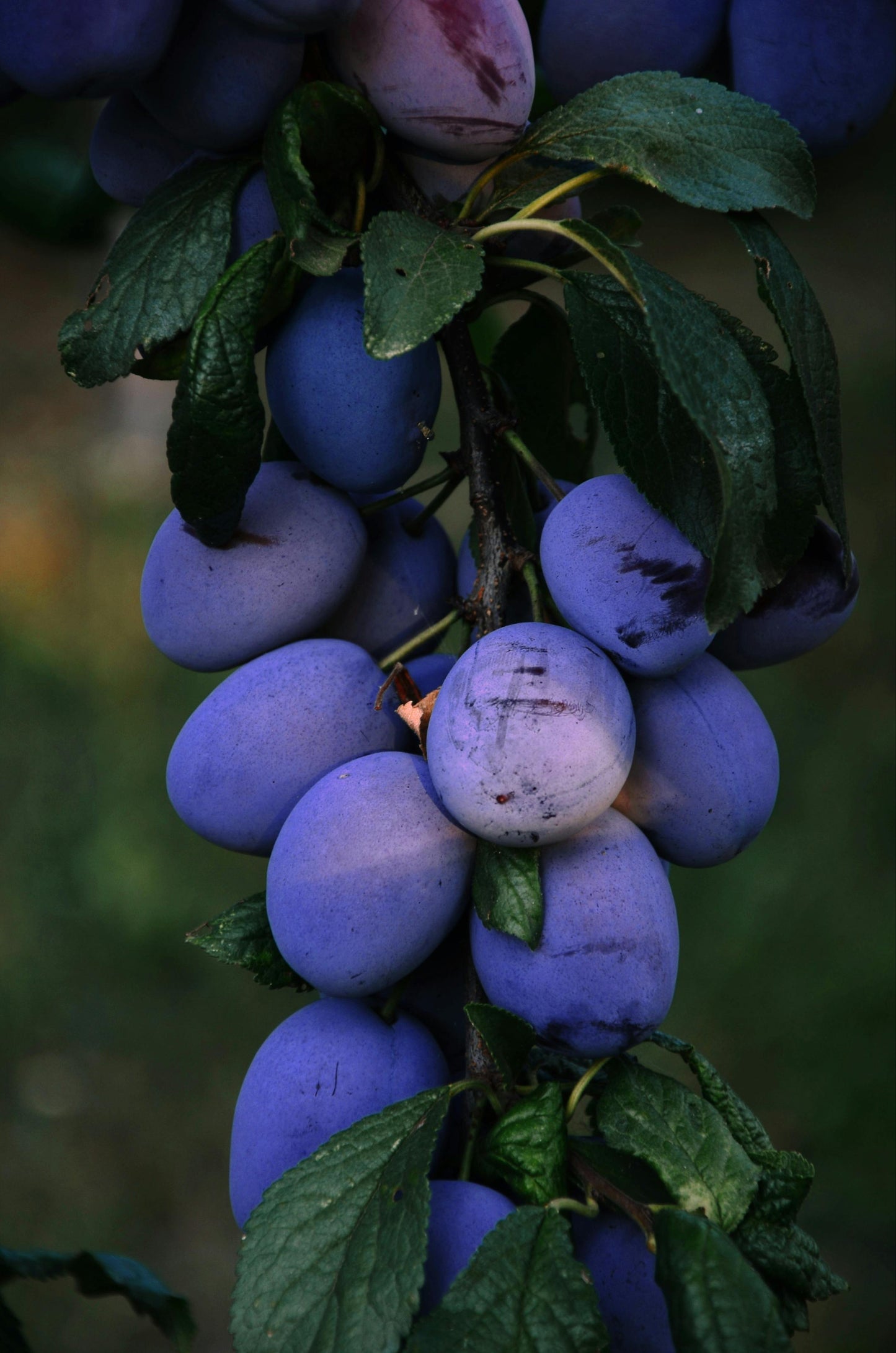 Plum - Sugar Plum Prunus domestica