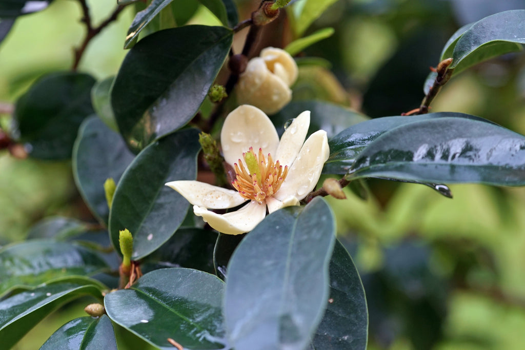 Michelia ﬁgo Port Wine Magnolia