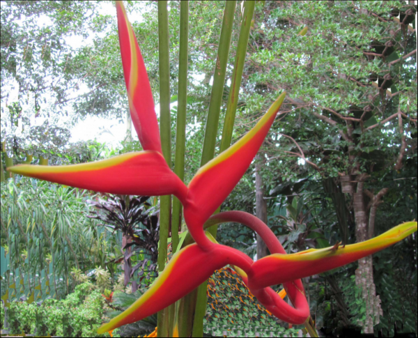 Heliconia Rauliniana