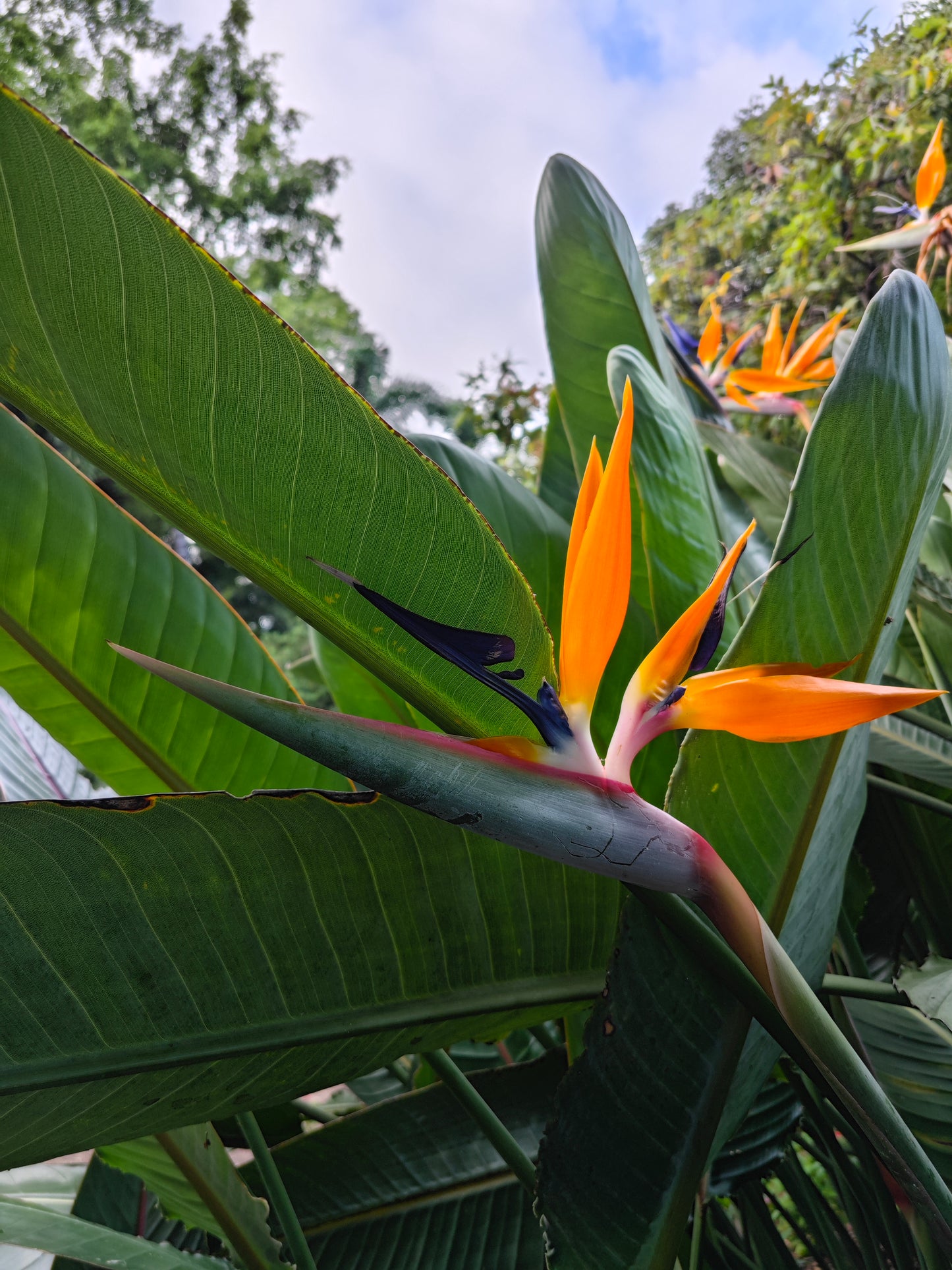 Bird of Paradise (Strelitzia reginae)