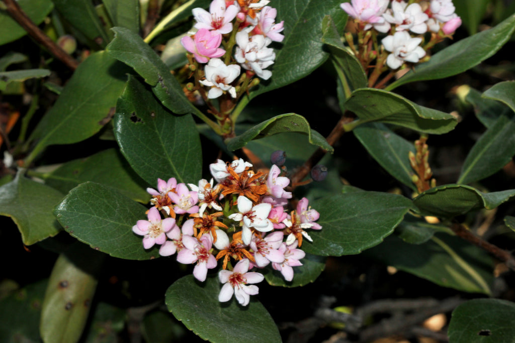 Platypus Plants