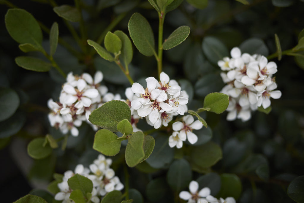 Rhaphiolepis indica Snow Maiden