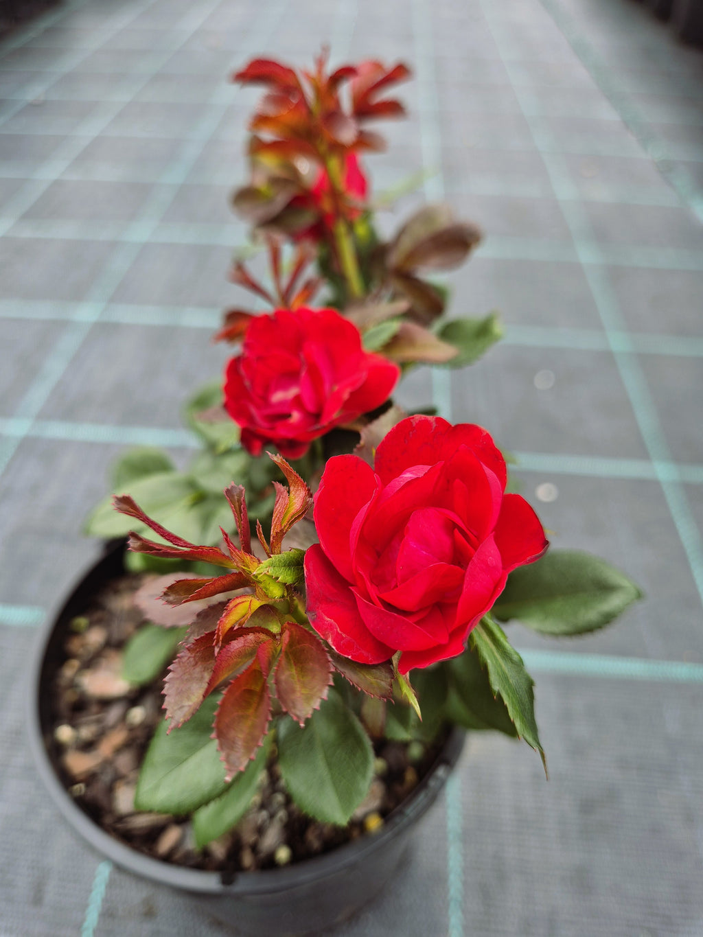 Rosa Zepeti (Rose)