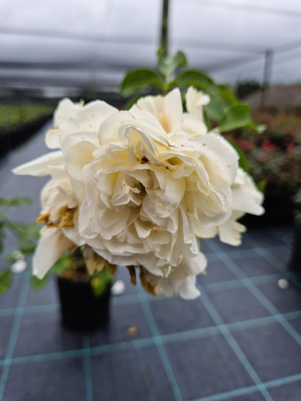 Rosa Meidiland White Rose