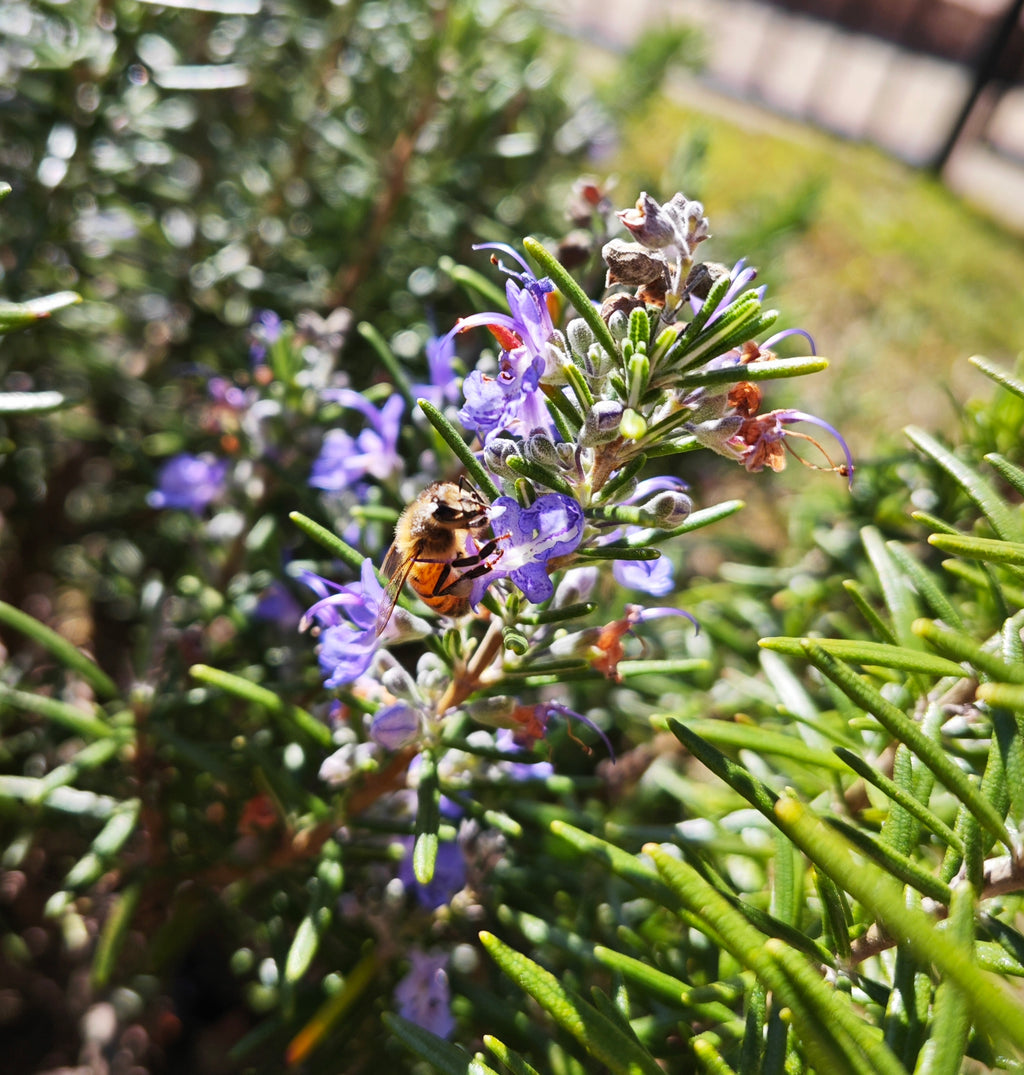 Platypus Plants