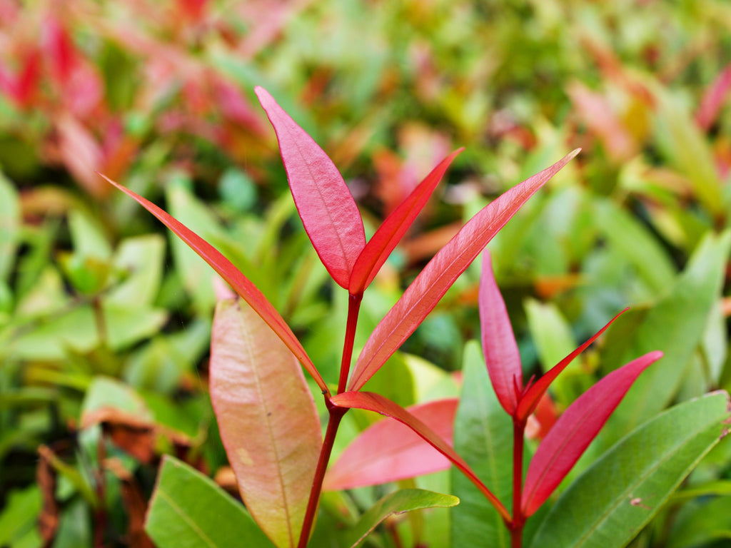 Platypus Plants