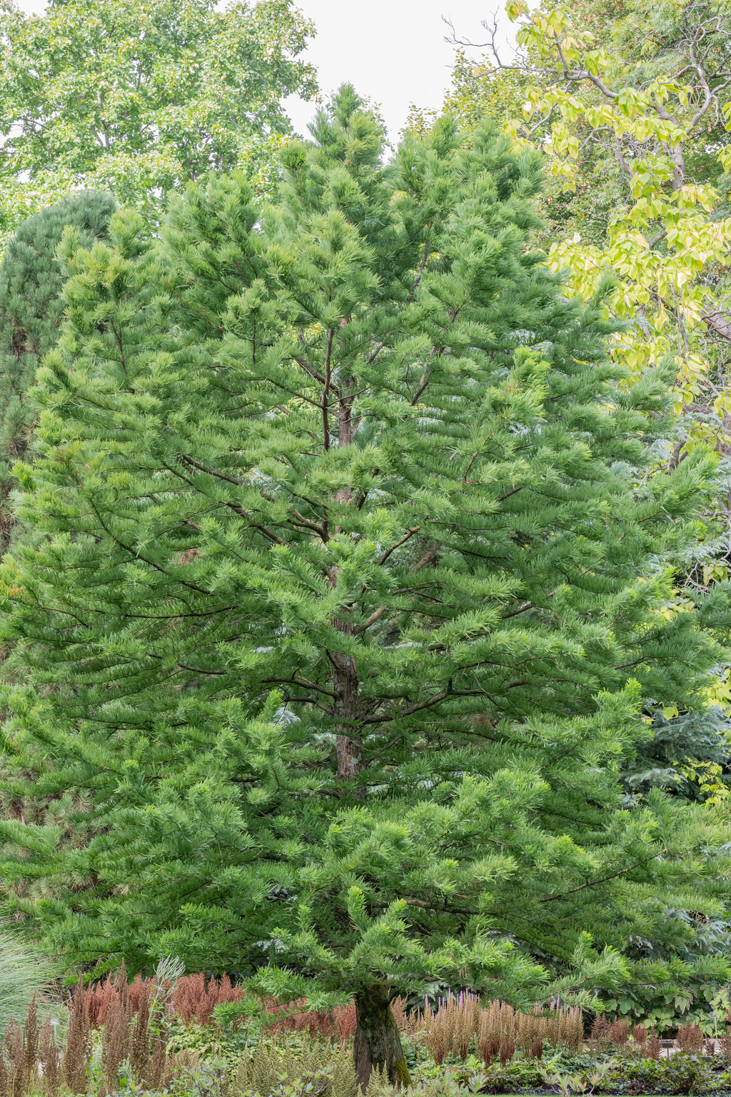 Swamp Cypress