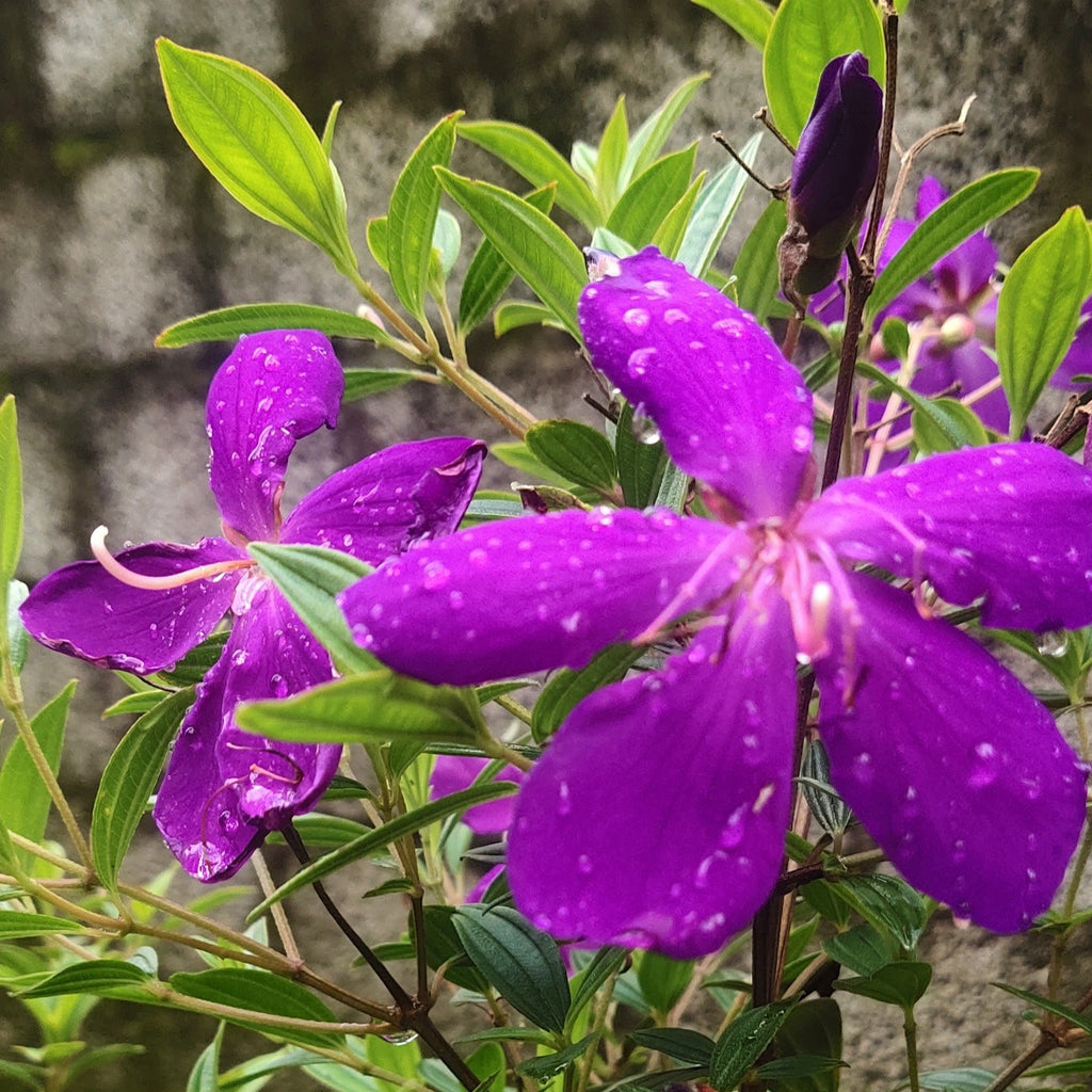 Tibouchina Jazzie