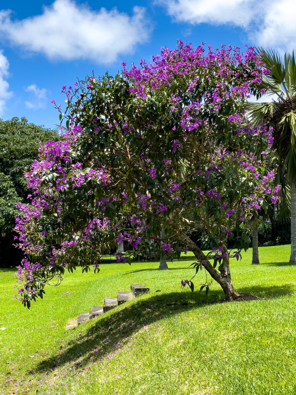 Tibouchina granulosa Jules