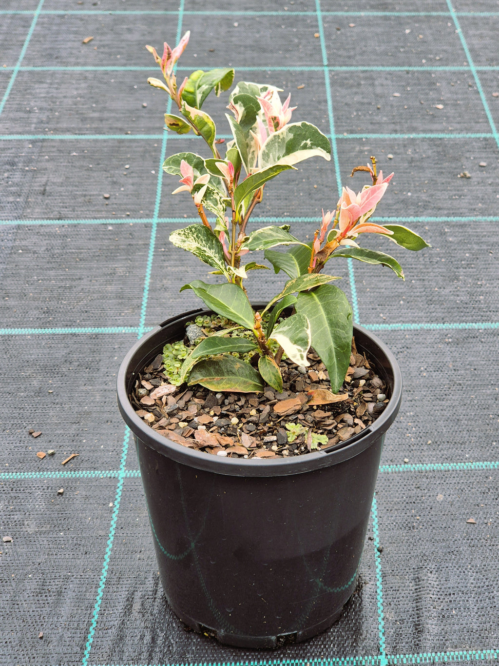 Trachelospermum jasminoides Tricolor