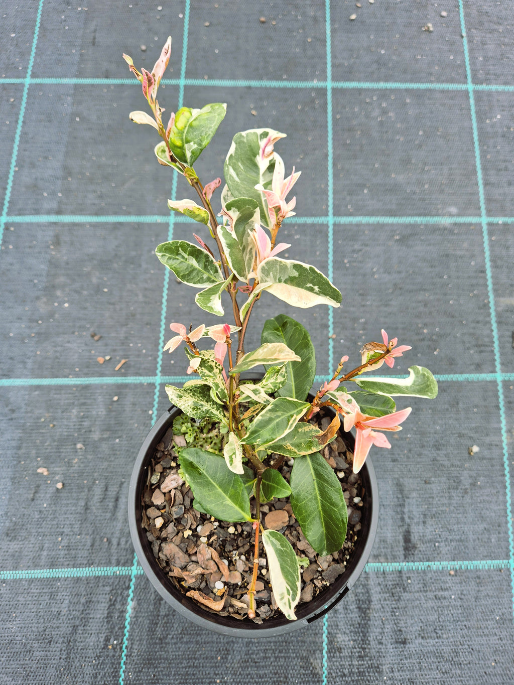 Trachelospermum jasminoides Tricolor