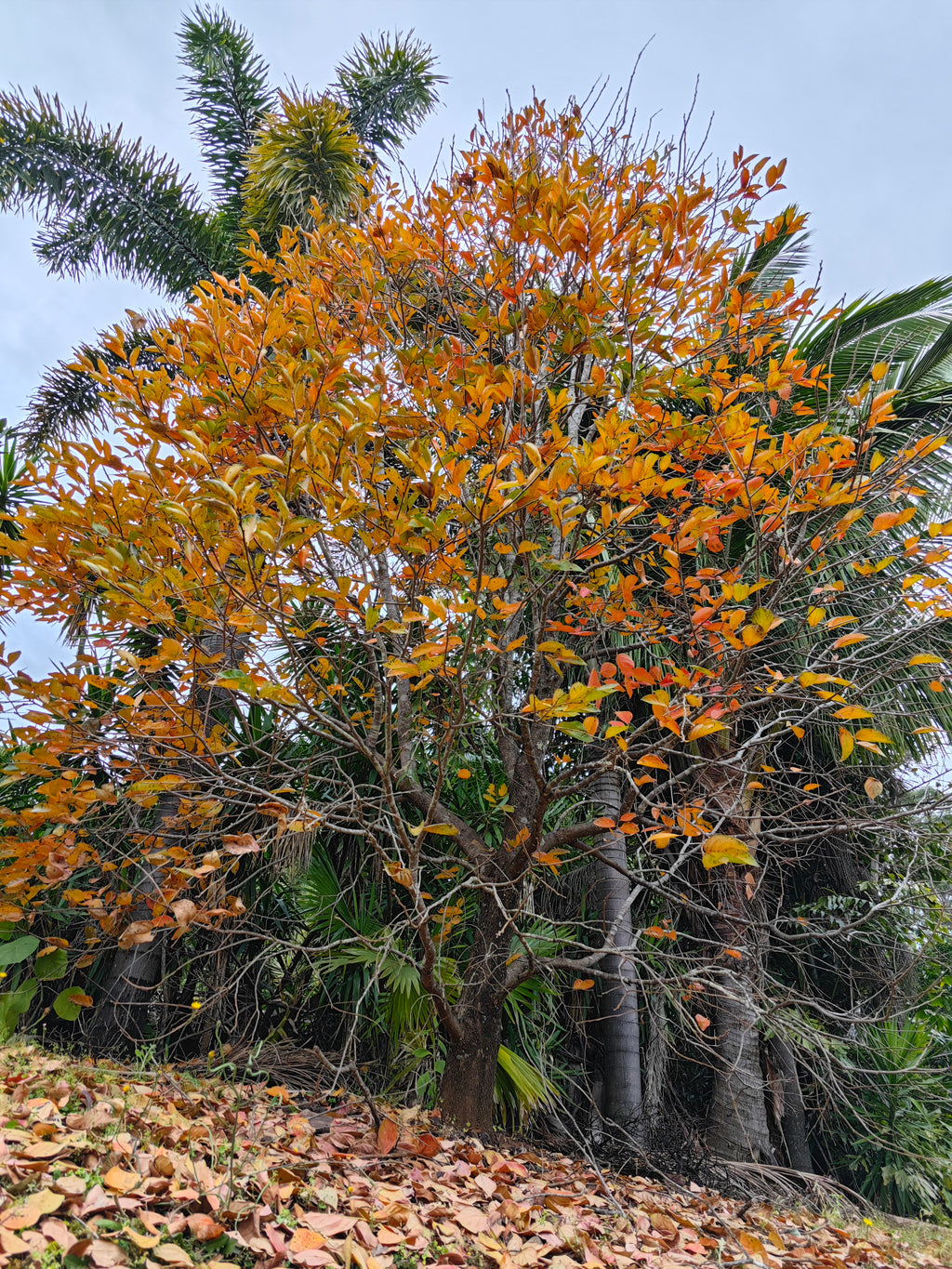 Platypus Plants