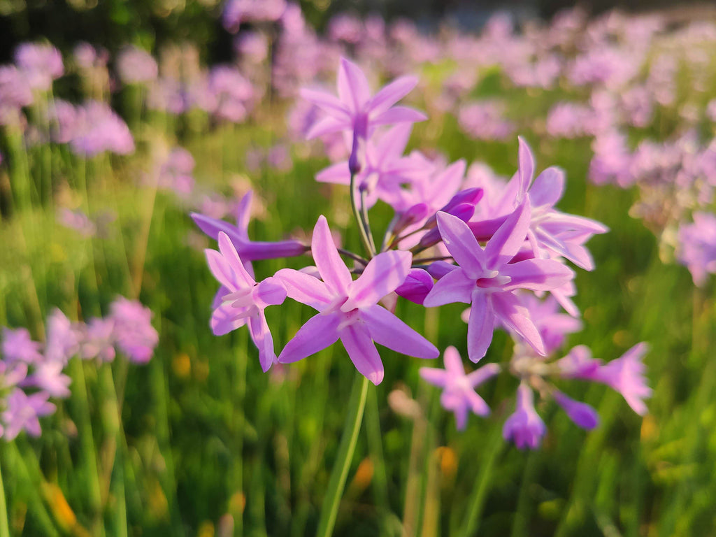 Tulbaghia violacea Galaxy