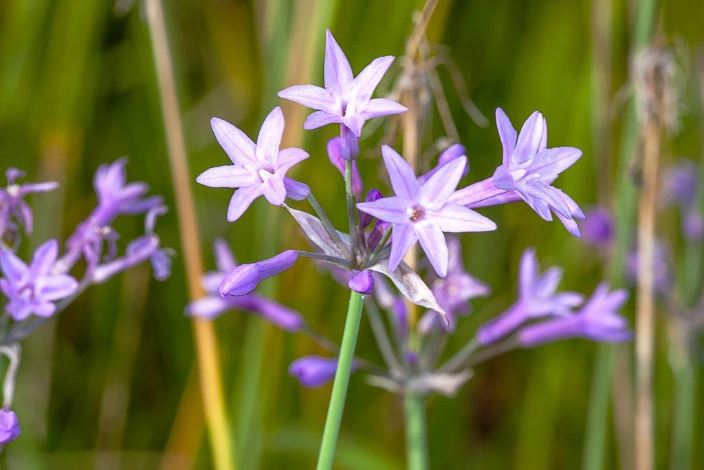 Tulbaghia violacea Starburst