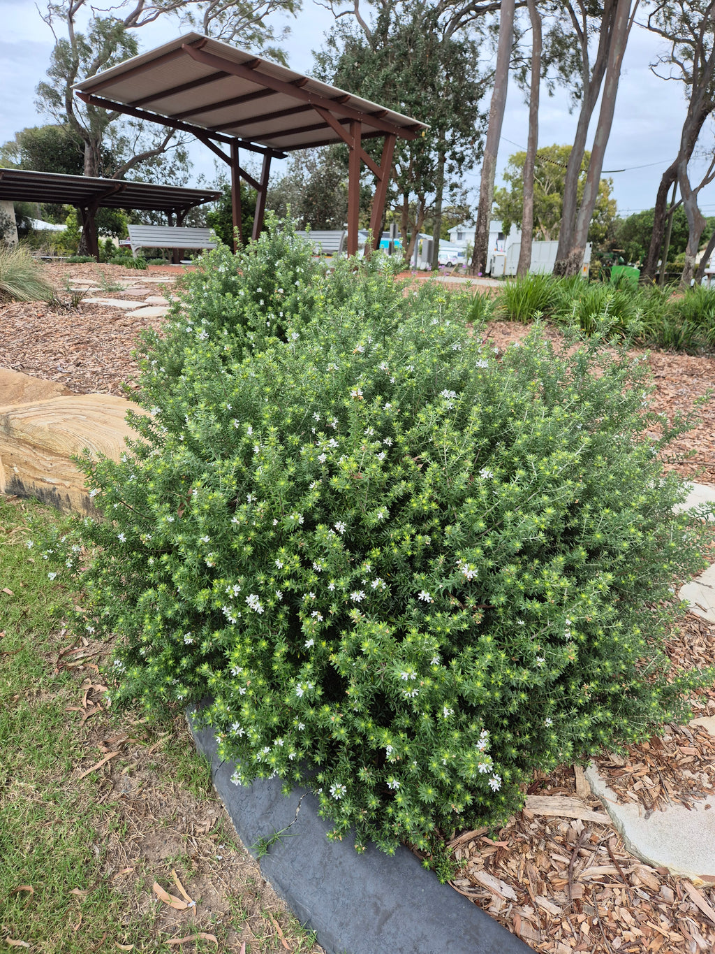 Platypus Plants