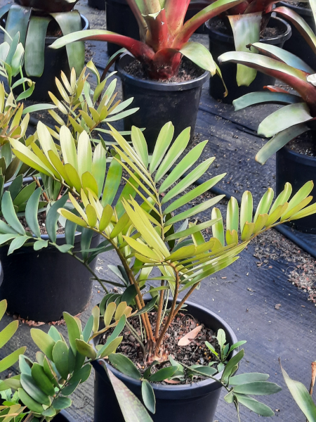 Zamia furfuracea