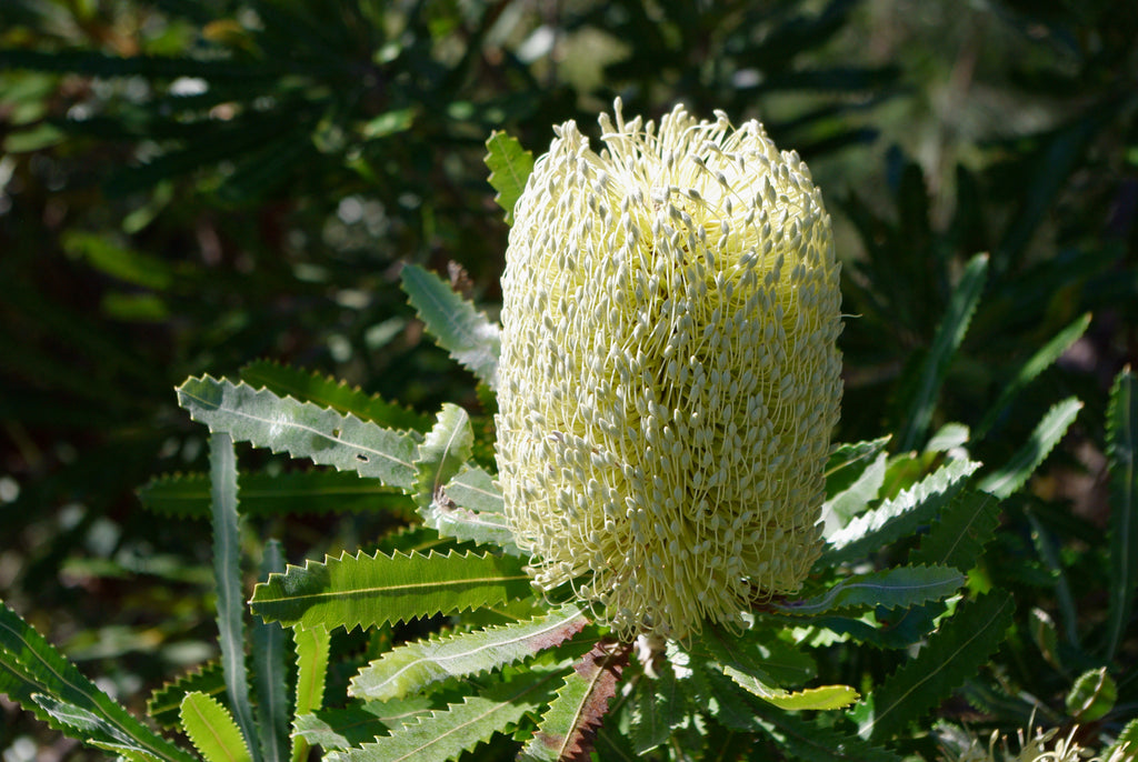 Banksia aemula