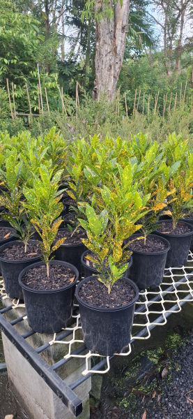 Codiaeum variegatum Speckled Yellow Croton