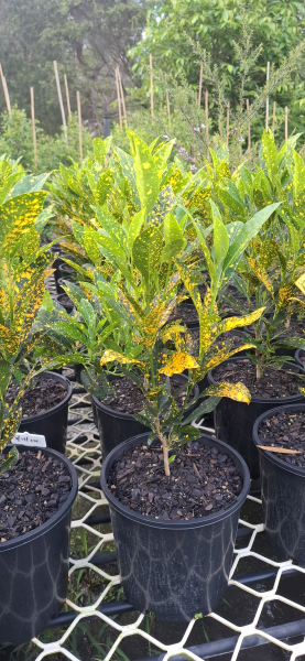 Codiaeum variegatum Speckled Yellow Croton