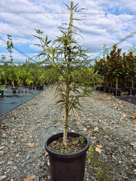 Japanese Dwarf Maple Tree - Red Pygmy