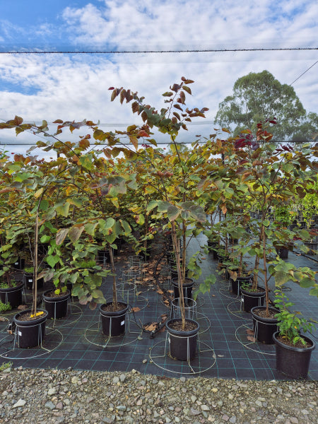 Cercis Canadensis - Forest Pansy