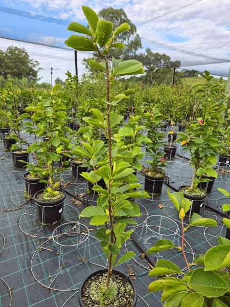 Platypus Plants